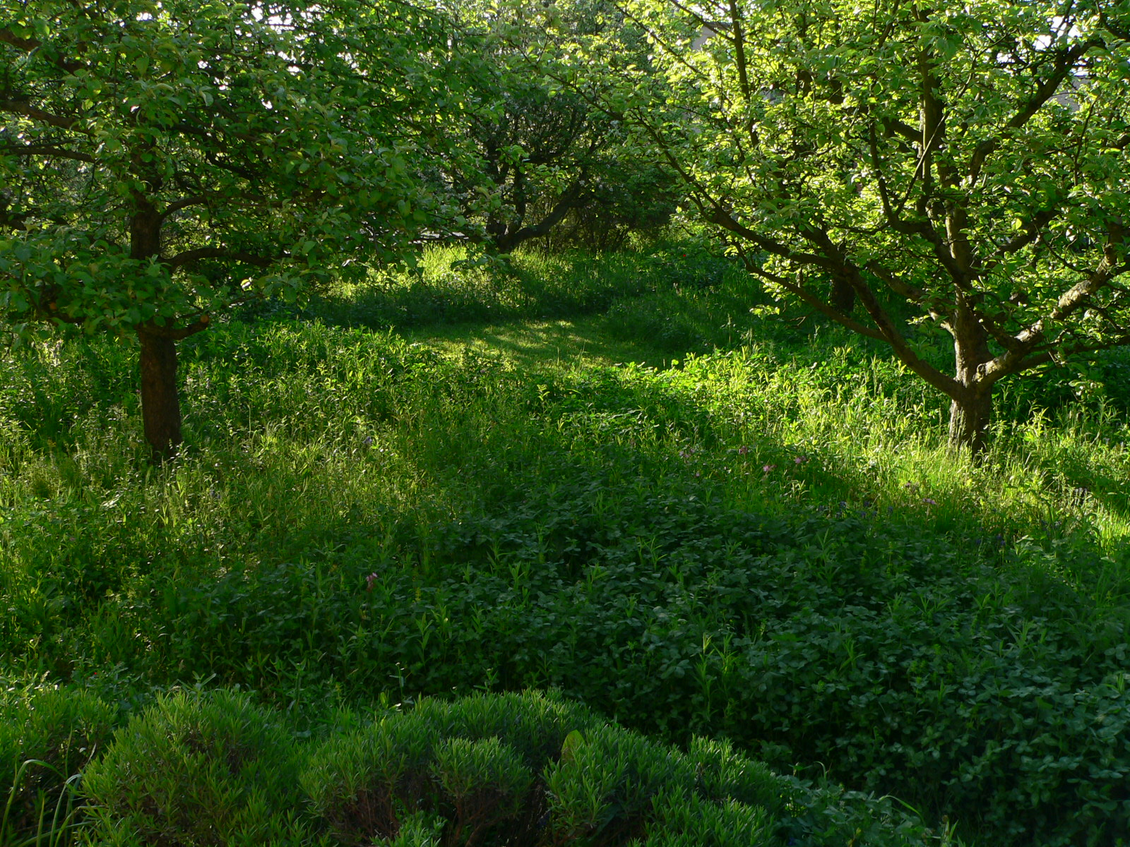 Kvetoucí louka ve městě Foto zahrady