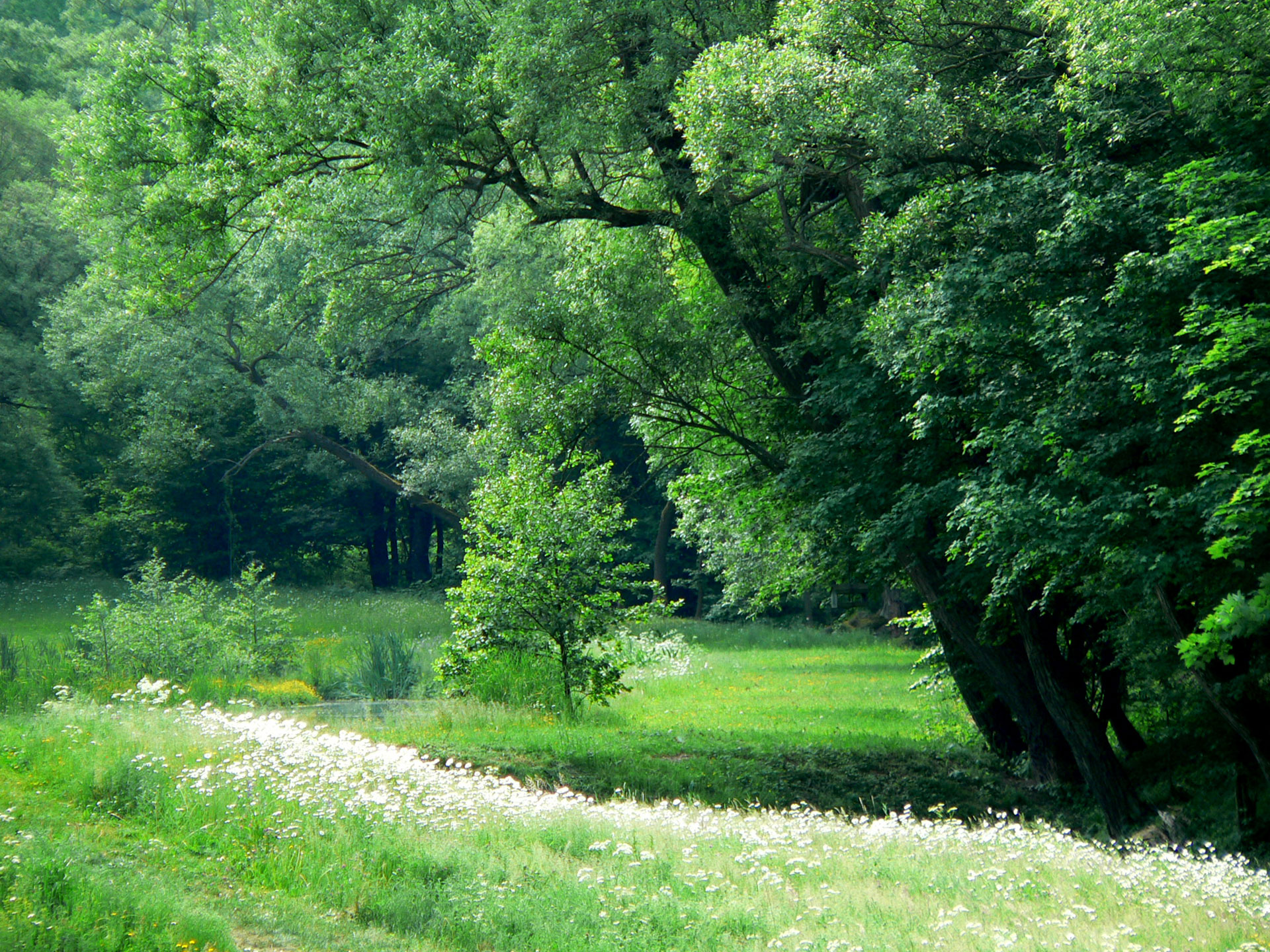Zahrada v CHKO - léto Hlavní Foto