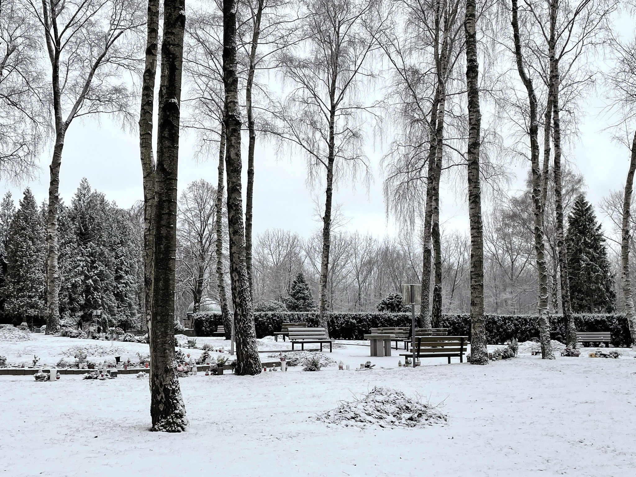 Památný háj Hlavní Foto