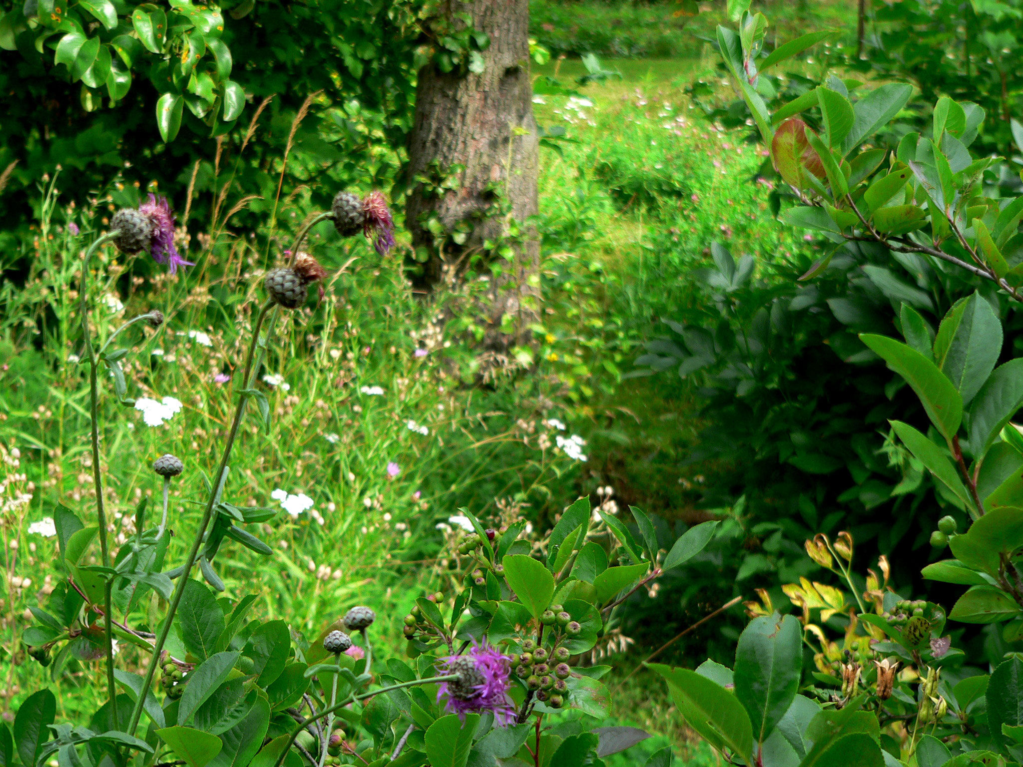 Kvetoucí louka ve městě Foto zahrady